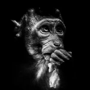 exemple preset the artist