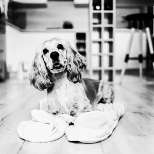 exemple preset the artist